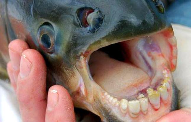 Atrapan un pez "Myleus Pacu" en el río Yuna en su paso por Arenoso - DiarioDigitalRD