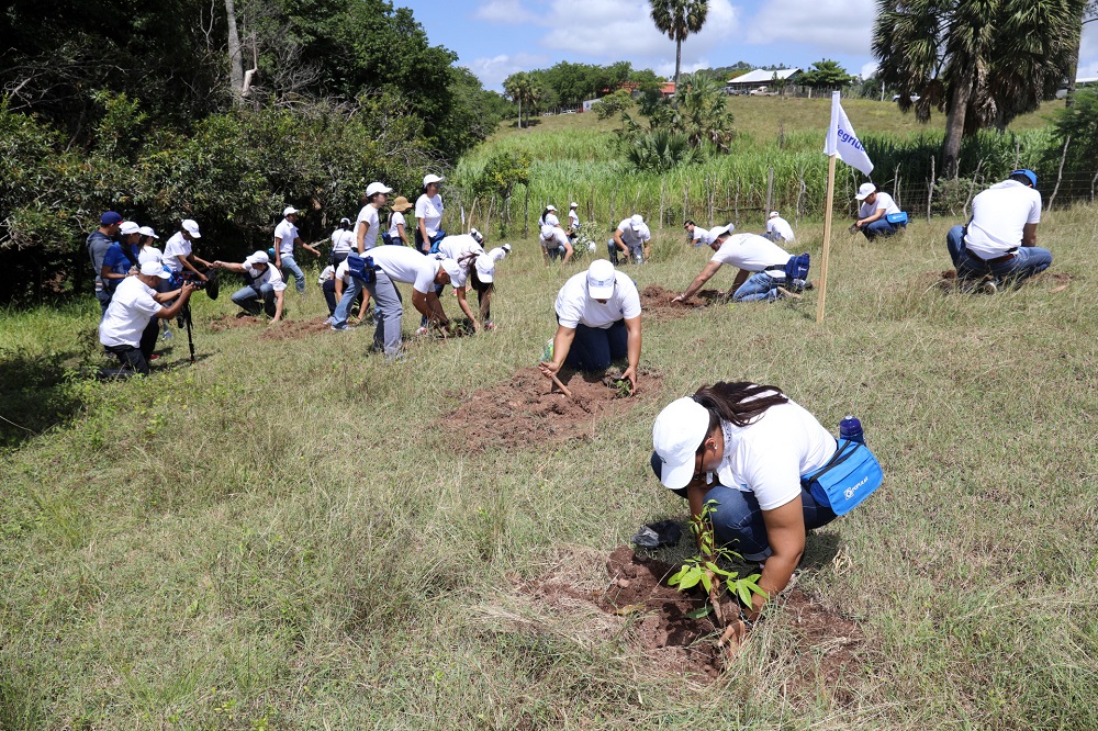 Empleados siembran 3 mil 300 árboles en Corozo