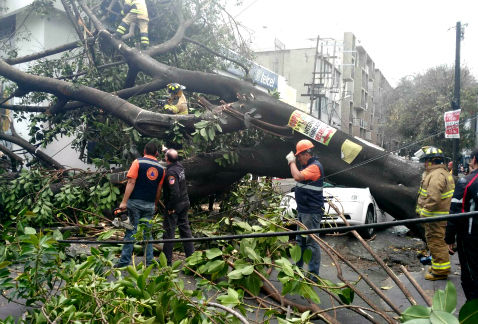 Árbol de 200 años de antigüedad mata 12, hiere otras 50 personas.