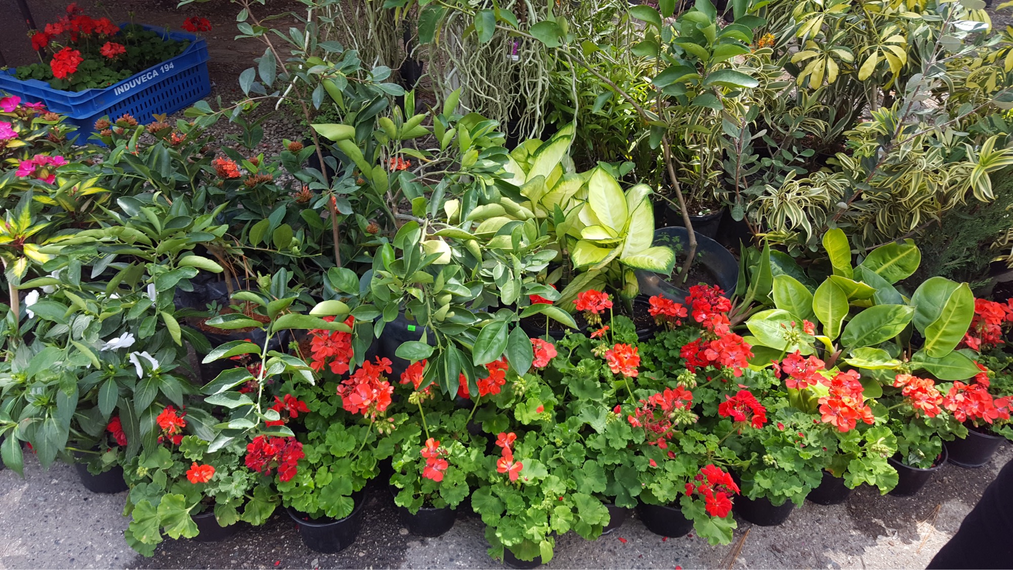 El Festival de las Flores desborda colores y alegríatt