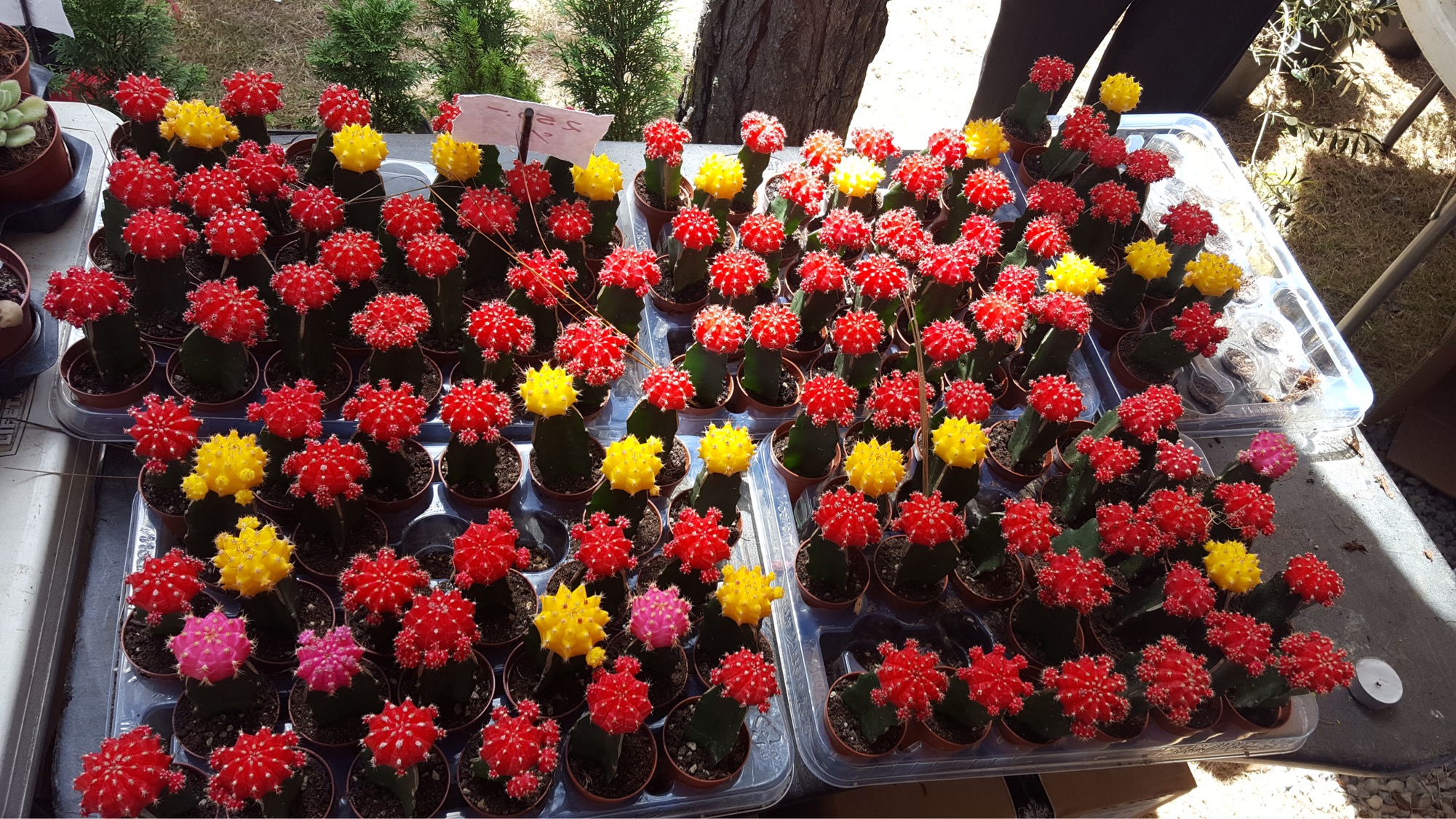 El Festival de las Flores desborda colores y alegríatt