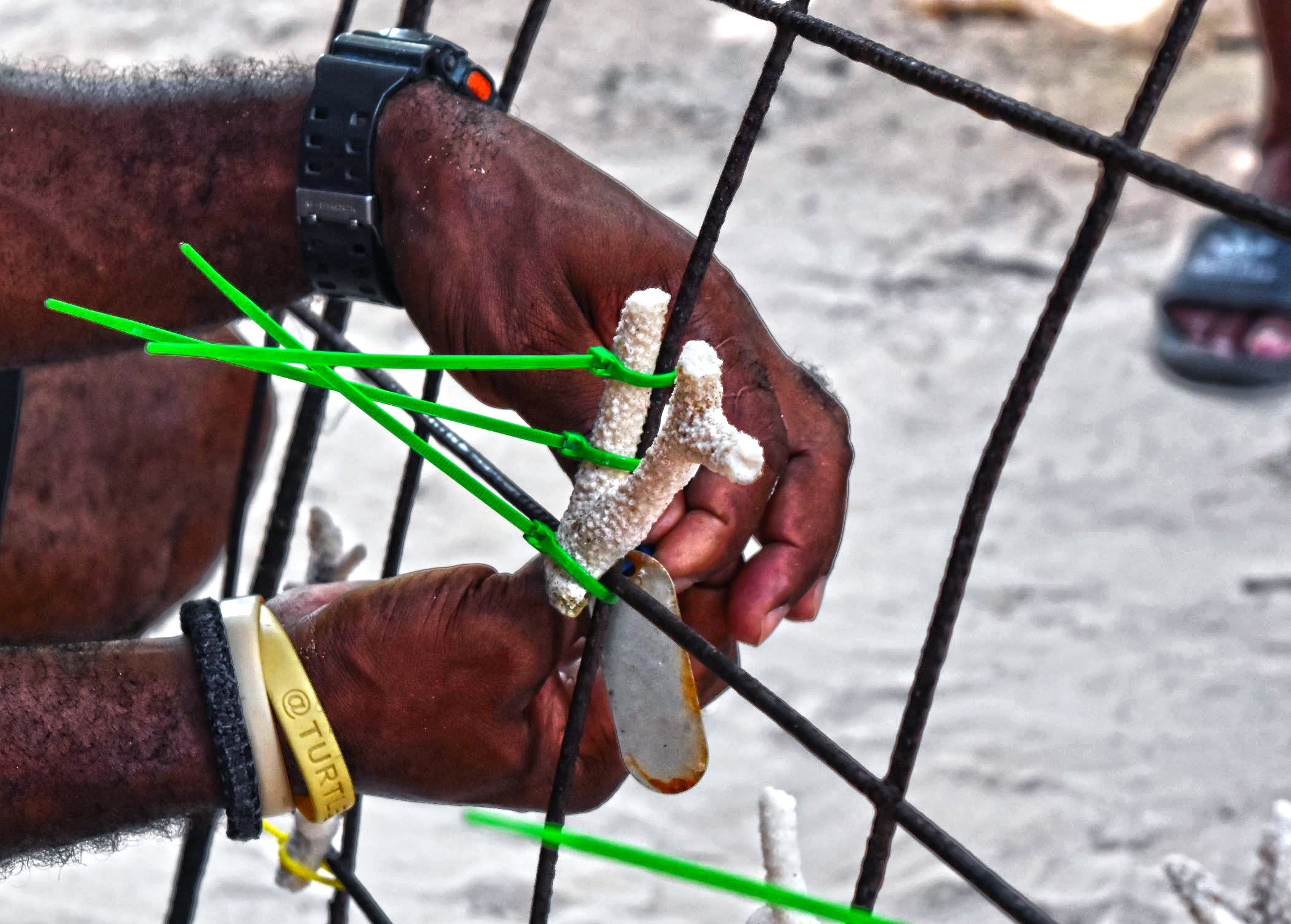 RD transfiere modelo para restauración de arrecifes de coral a Honduras