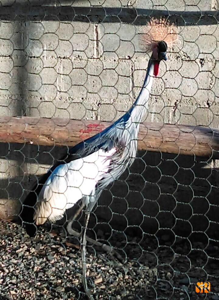 Serpientes pitones retenidas por Medio Ambiente habían sido donadas por su dueño al zoológico