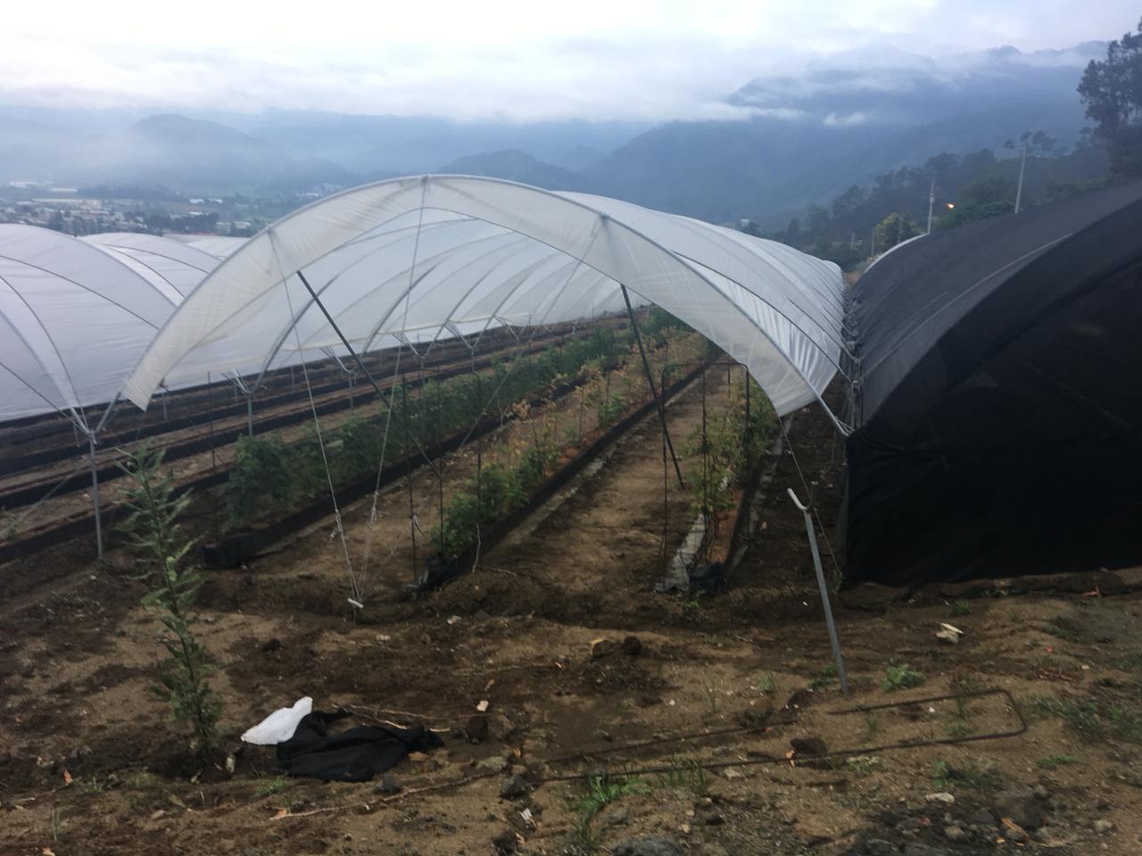 DNCD detiene cuatro españoles vincula al blanqueo de capitales