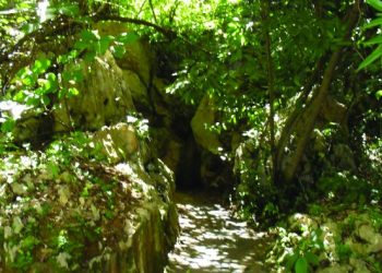 Conozca los tres nuevos lugares de conservación de murciélagos con certificación internacional