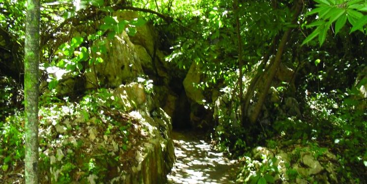 Conozca los tres nuevos lugares de conservación de murciélagos con certificación internacional