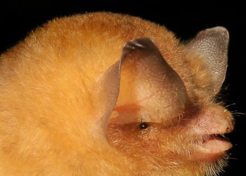 Conozca los tres nuevos lugares de conservación de murciélagos con certificación internacional
