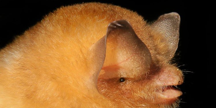 Conozca los tres nuevos lugares de conservación de murciélagos con certificación internacional