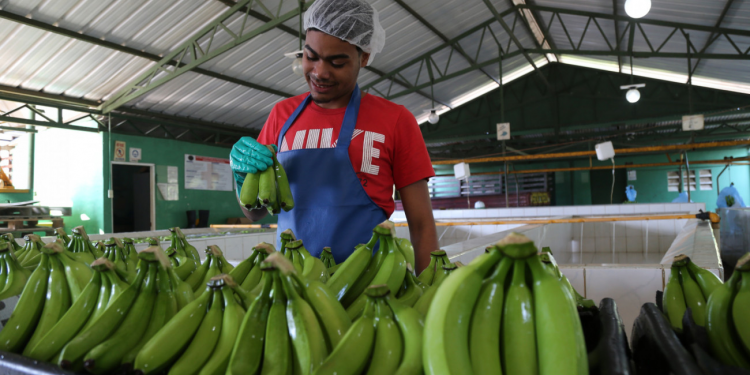 Gobierno priorizará industria nacional en compras públicas