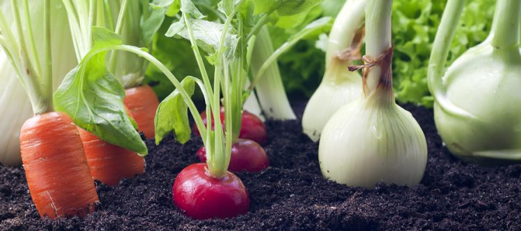 Producción orgánica: Un mercado promisorio