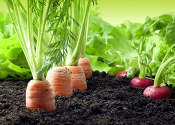 Producción orgánica: Un mercado promisorio