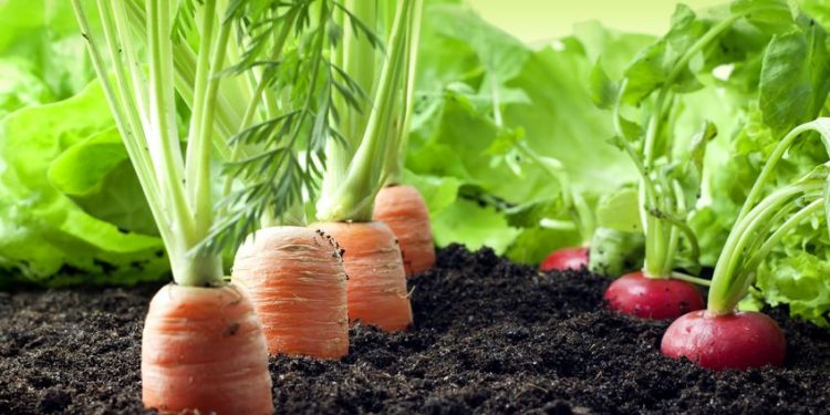 Producción orgánica: Un mercado promisorio