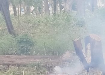 Bomberos sofocaron incendio en el Parque del Este que se sospecha fue provocado