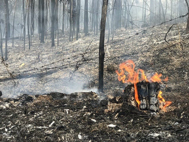 COANOR denuncia incendios forestales en el noroeste de República Dominicana