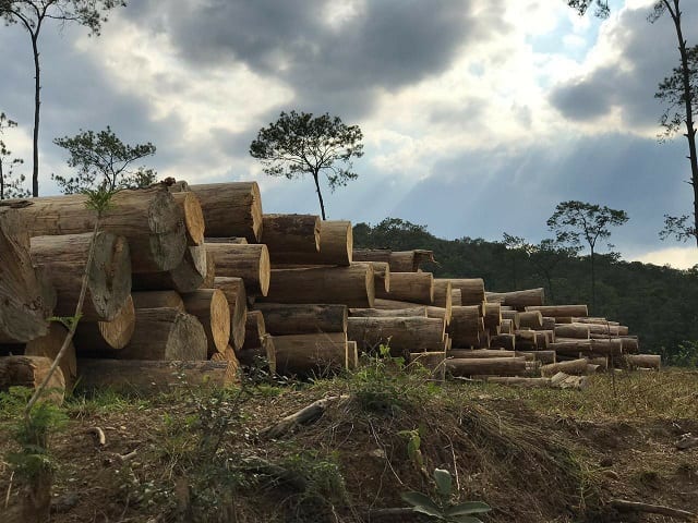 COANOR denuncia incendios forestales en el noroeste de República Dominicana