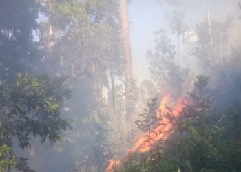 COANOR denuncia incendios forestales en el noroeste de República Dominicana