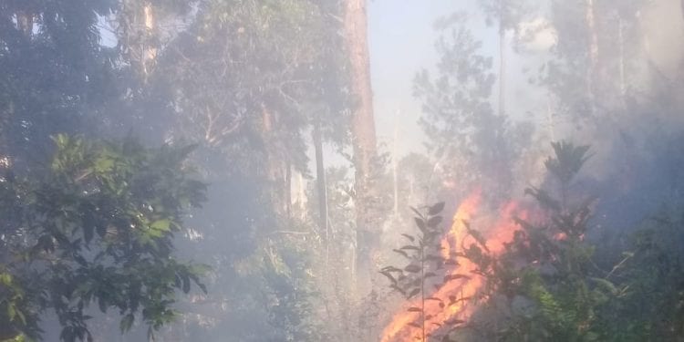 COANOR denuncia incendios forestales en el noroeste de República Dominicana