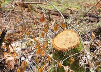 Ambientalistas denuncian amenazas y demandan protección del Estado