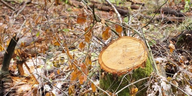 Ambientalistas denuncian amenazas y demandan protección del Estado