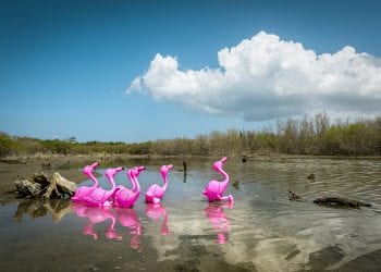 Exposición virtual La Era Plasteozoica: una eco-distopía animada, del colectivo PictoriaNewhouse.