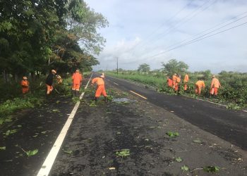 Brigadas despejan vías de árboles derribados por tormenta Isaías