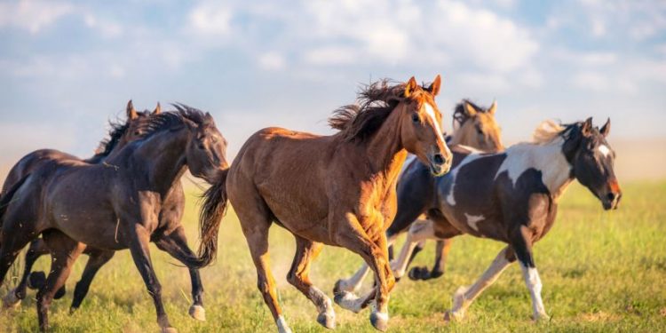 Aseguran que suero producido con plasma de equinos inhibe potencia SARS-CoV-2