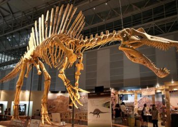 Descubierta una nueva especie de dinosaurio en Brasil