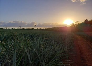 Empresa piñera elimina uso de pesticidas residuales
