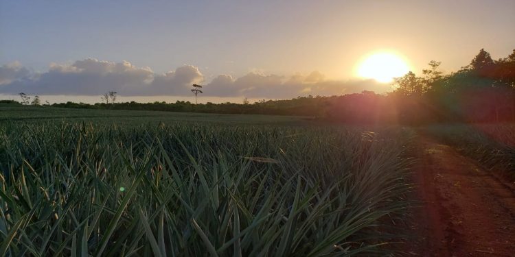 Empresa piñera elimina uso de pesticidas residuales