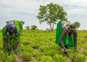 PNUD: ingreso básico a personas pobres reducirían casos de COVID-19.