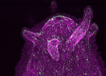 Descubren que el sistema nervioso y los microorganismos se comunican entre sí