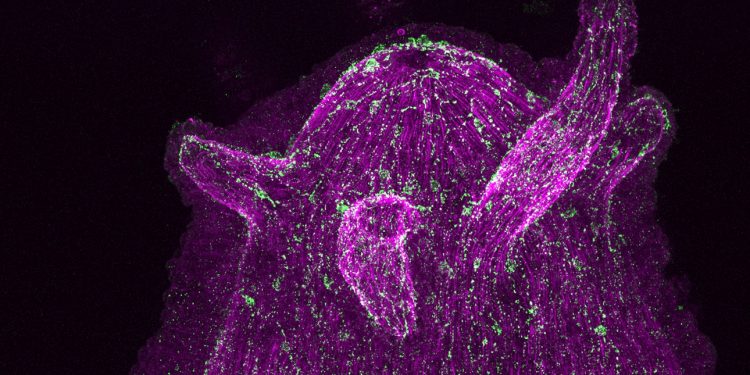 Descubren que el sistema nervioso y los microorganismos se comunican entre sí