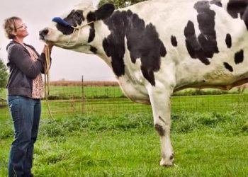 Conectividad cerebral es igual en todos los mamíferos, incluidos los humanos