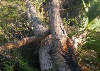 ADIA denuncia desmonte en La Descubierta