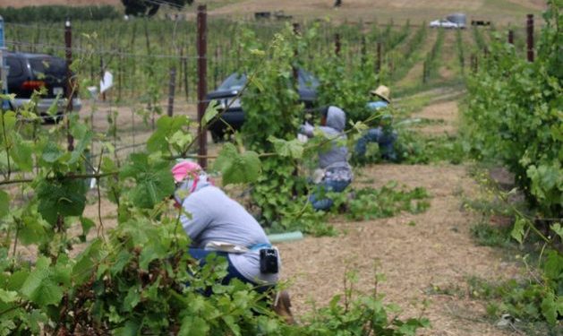 La pandemia y las remesas de los emigrantes