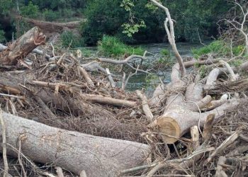 Ambientalistas atribuyen a funcionario haber destruido área de río Mao para sembrar banano