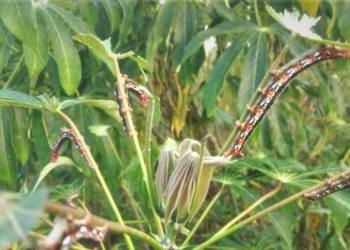 Agricultura ofrece asesoramiento técnico a productores de yuca