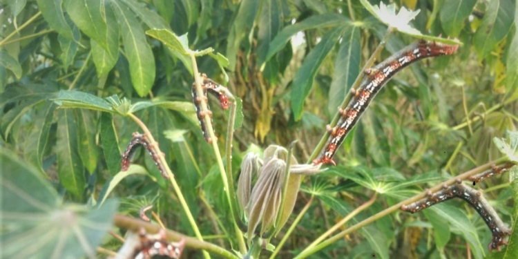 Agricultura ofrece asesoramiento técnico a productores de yuca