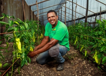 Banco Adopem desembolsa cerca de 8,500 créditos agropecuario