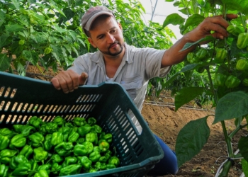 Inyectarán RD$5,000 millones para reactivar producción y empleos en la agropecuaria