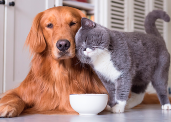 Planean para noviembre la vacunación de perros y gatos