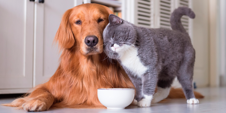 Planean para noviembre la vacunación de perros y gatos