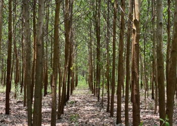 Empresarios solicitan a gobierno la reactivación del sector forestal