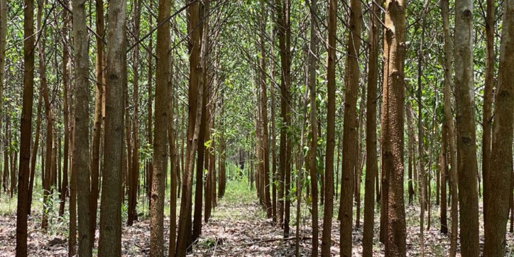 Empresarios solicitan a gobierno la reactivación del sector forestal