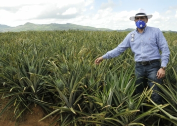 Gobierno apoyará productores de piña incrementen exportaciones
