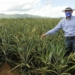 Gobierno apoyará productores de piña incrementen exportaciones
