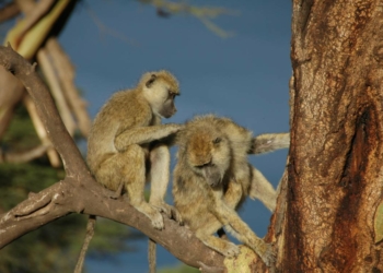 La inesperada razón por la que los machos son tan amigable con las hembras