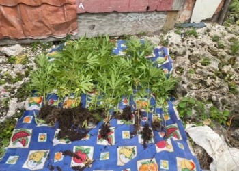 Desmantelan cultivo de marihuana en Hoyo de Friusa, Bávaro