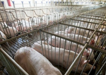 Granjas de cerdos para alimentar a China invaden península mexicana