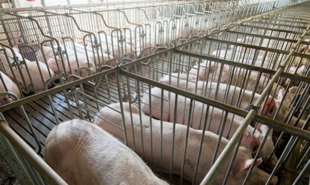 Granjas de cerdos para alimentar a China invaden península mexicana